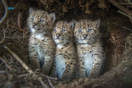 lynxADO.jpg