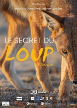 Secret du loup en éthiopie